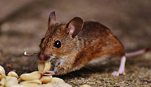 24 Hour & Emergency Exterminators in Beaver River, NY